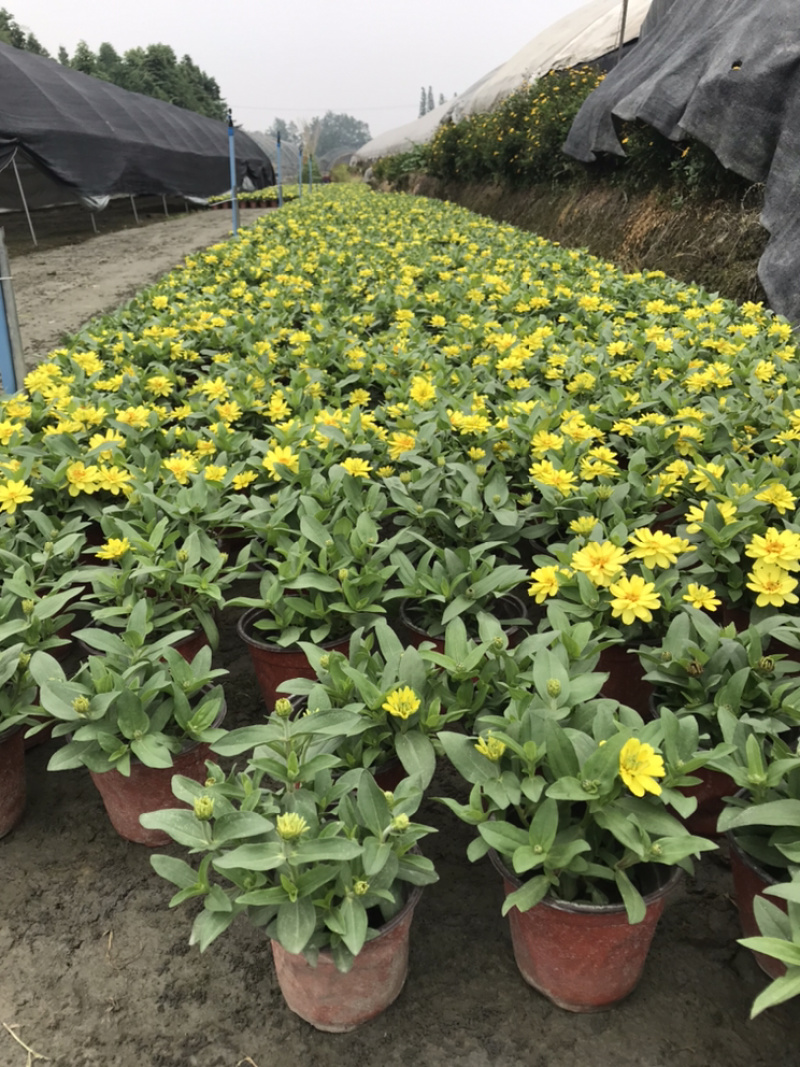 百日草成都百日草四川百日草基地工程用百日草