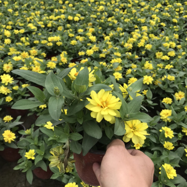 百日草成都百日草四川百日草基地工程用百日草