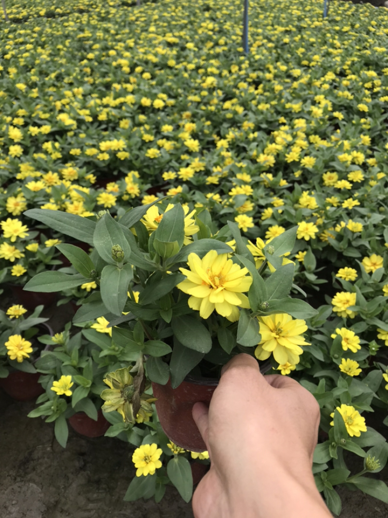 百日草成都百日草四川百日草基地工程用百日草