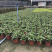 百日草成都百日草四川百日草基地工程用百日草