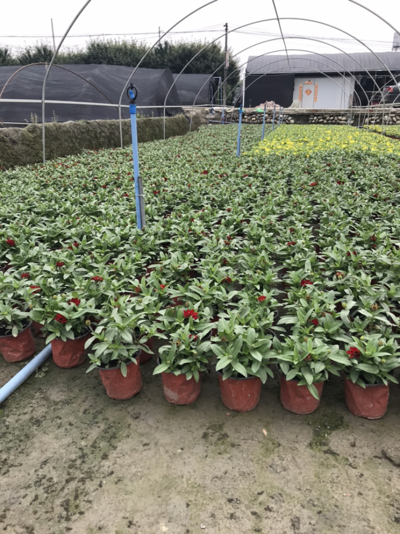 百日草成都百日草四川百日草基地工程用百日草