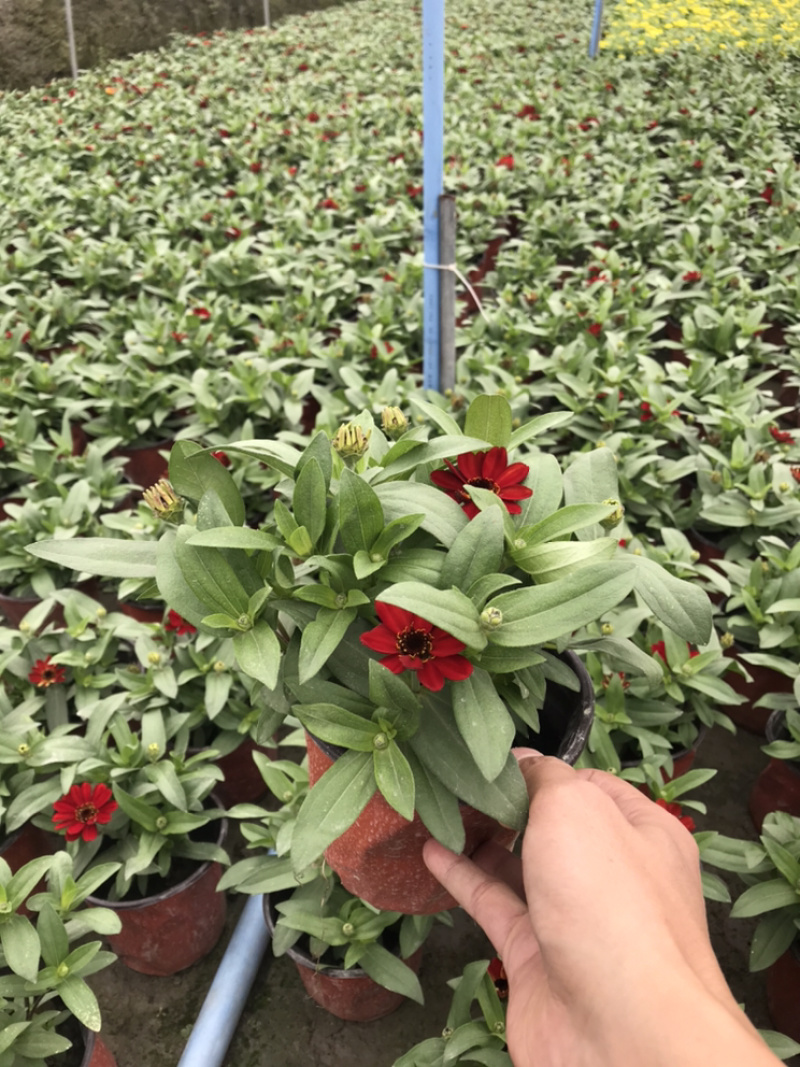 百日草成都百日草四川百日草基地工程用百日草