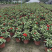 百日草成都百日草四川百日草基地工程用百日草