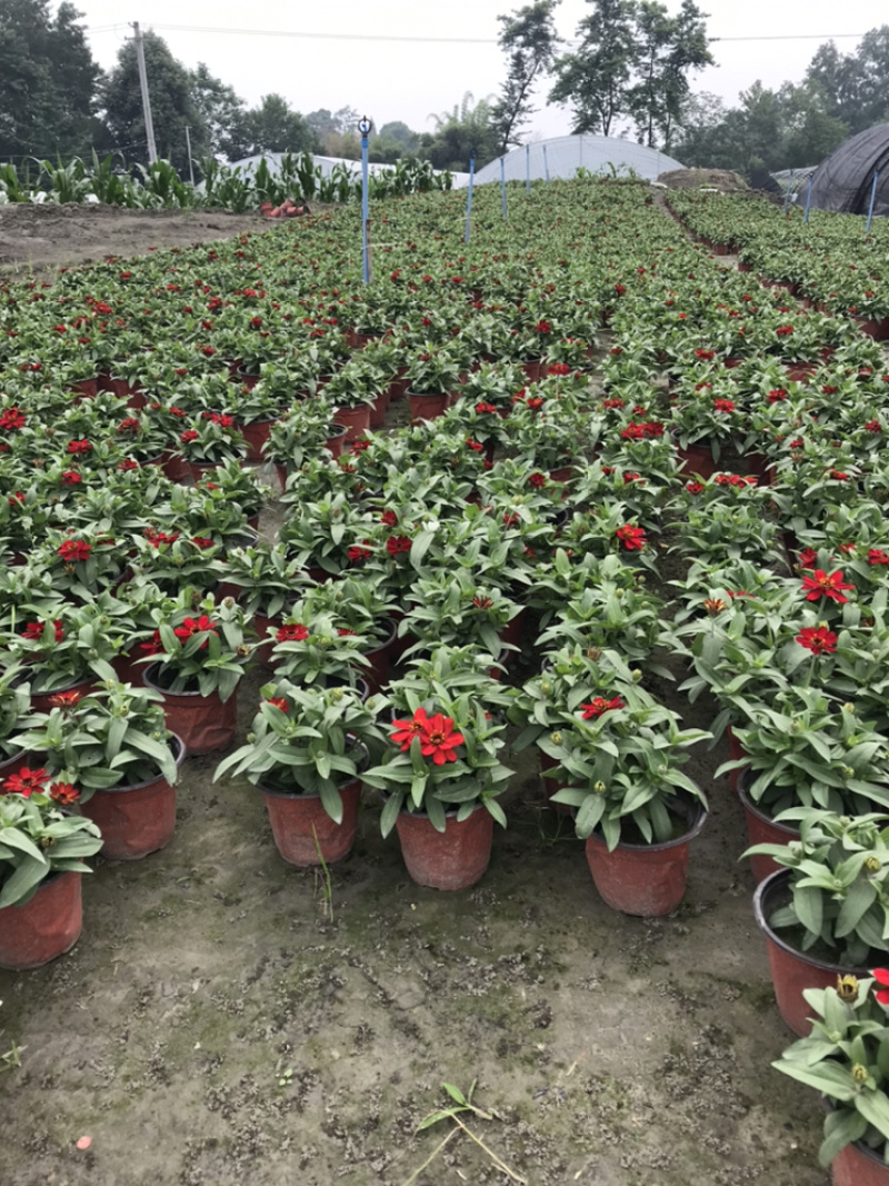 百日草成都百日草四川百日草基地工程用百日草
