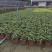 百日草成都百日草四川百日草基地工程用百日草