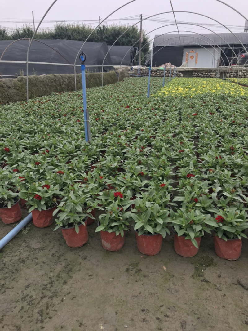 百日草成都百日草四川百日草基地工程用百日草