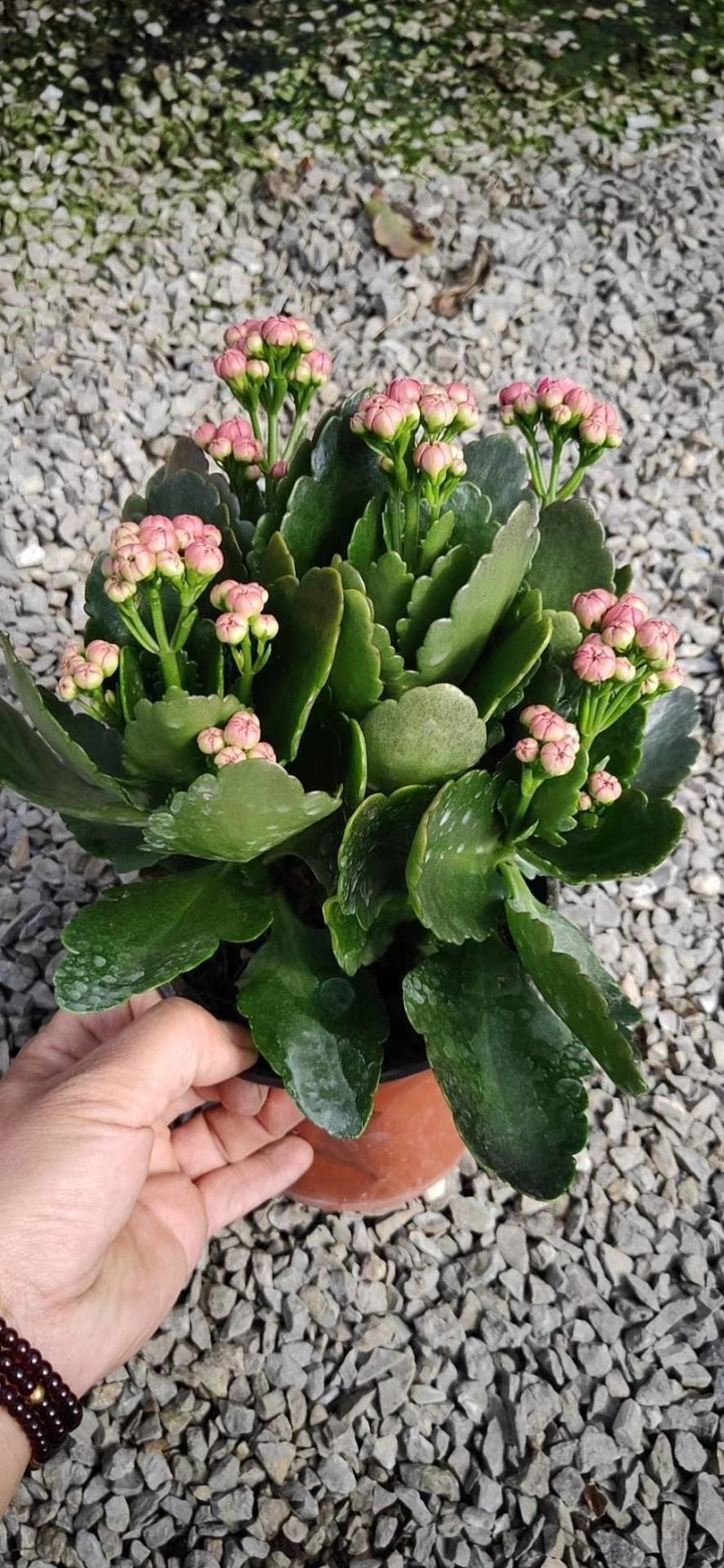 长寿花花苞多青州货