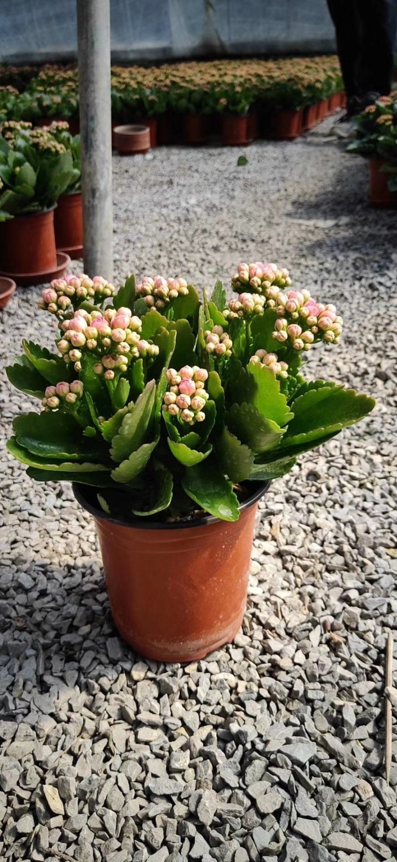 长寿花花苞多青州货