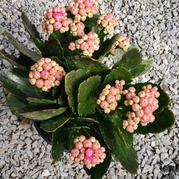 长寿花花苞多青州货