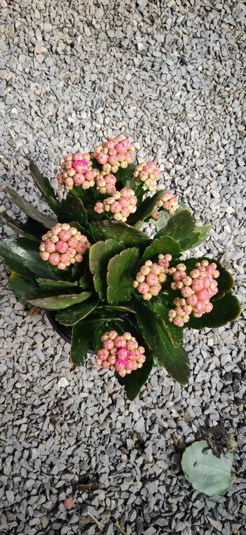 长寿花花苞多青州货