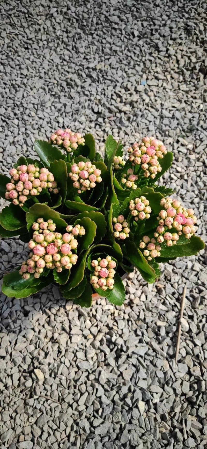 长寿花花苞多青州货