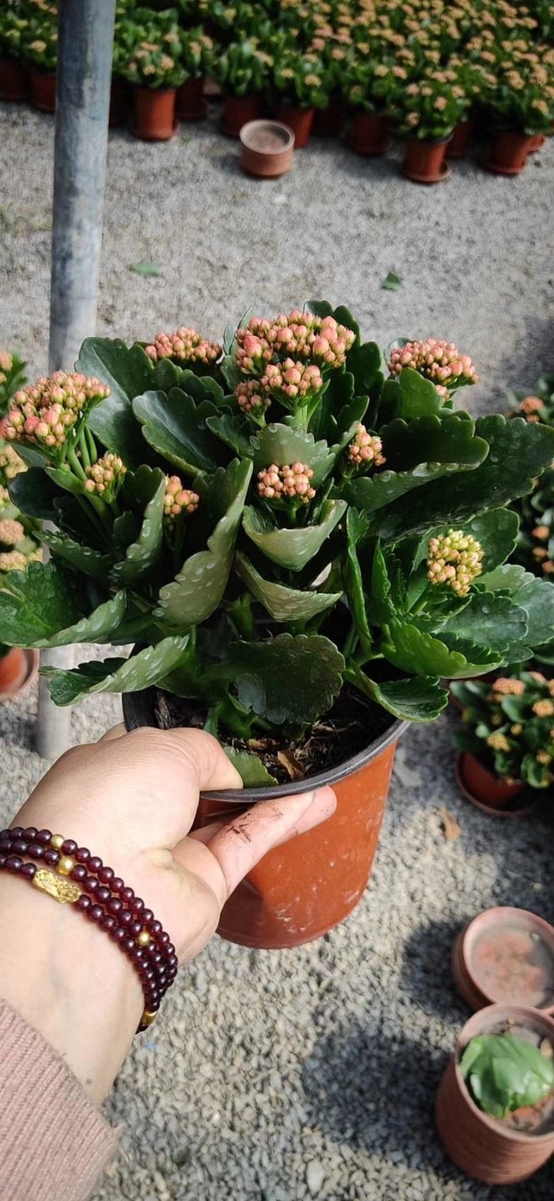 长寿花花苞多青州货