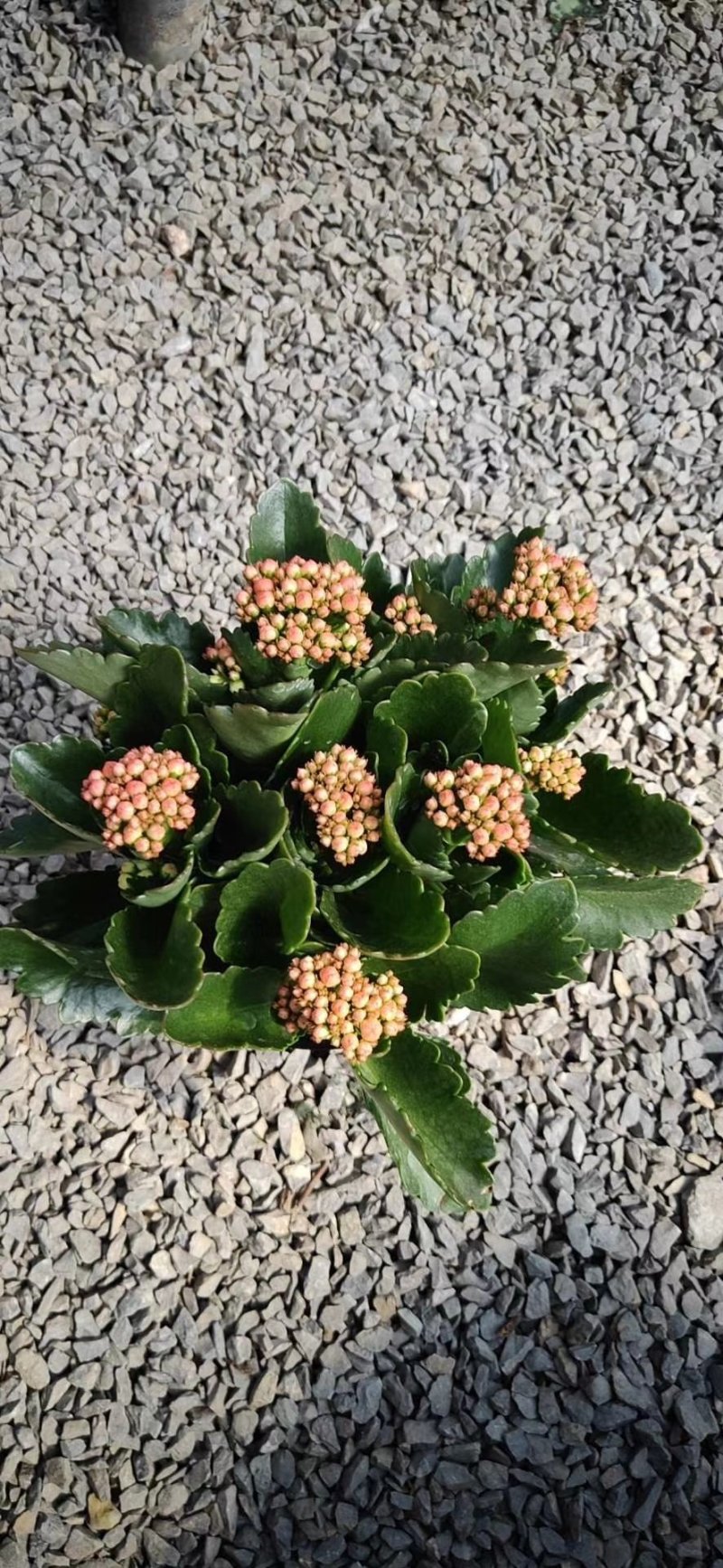 长寿花花苞多青州货