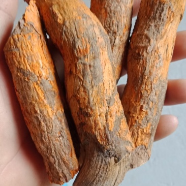 雷公藤根段