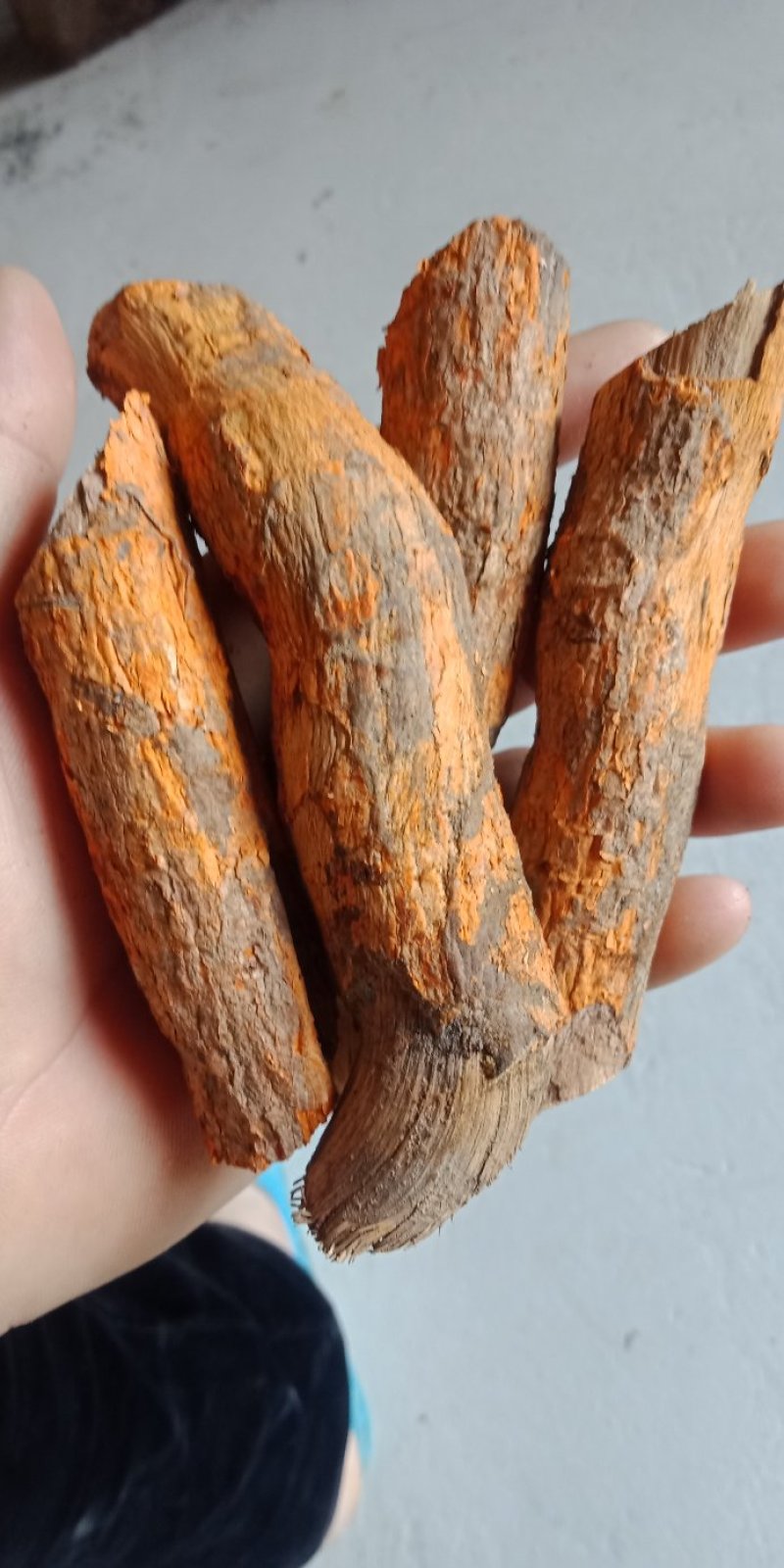 雷公藤根段