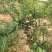 柠檬澳洲手指柠檬苗适合南北种植家庭盆种植耐寒耐旱