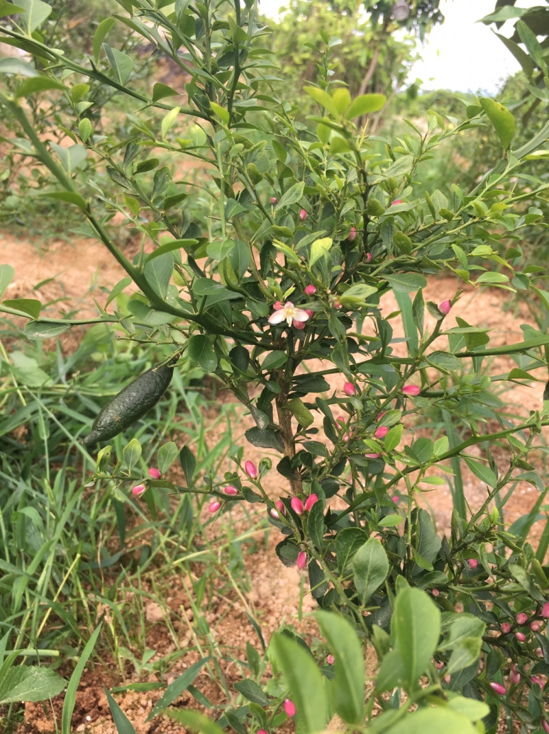 柠檬澳洲手指柠檬苗适合南北种植家庭盆种植耐寒耐旱
