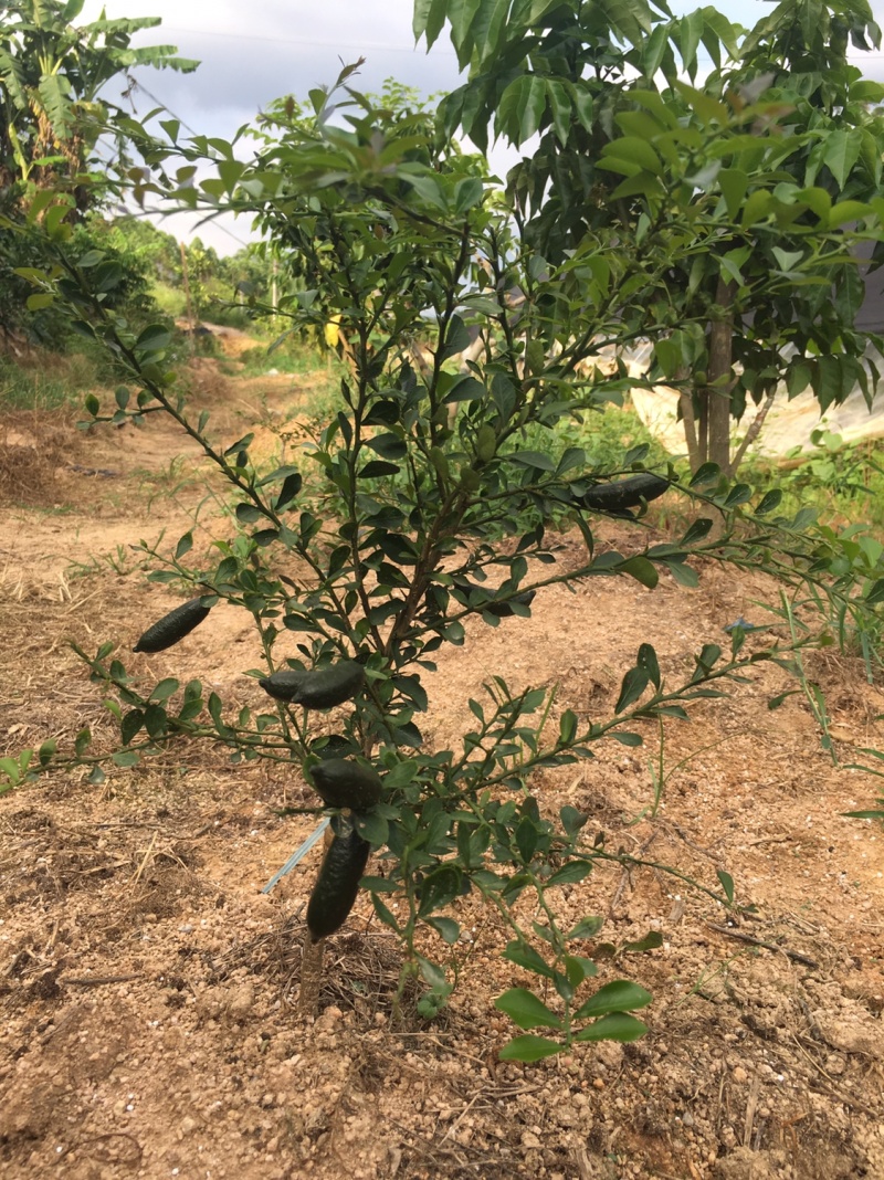 柠檬澳洲手指柠檬苗适合南北种植家庭盆种植耐寒耐旱