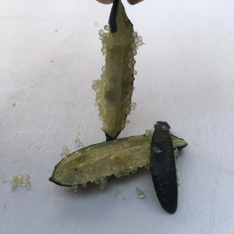 柠檬澳洲手指柠檬苗适合南北种植家庭盆种植耐寒耐旱