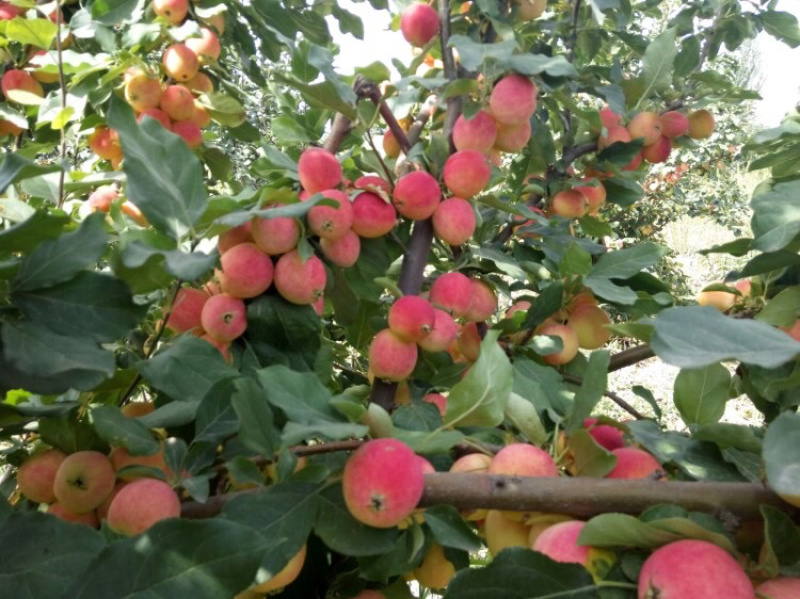嫁接果树苗南方北方盆栽地栽柱状苹果树苗润太一号树状苹果苗