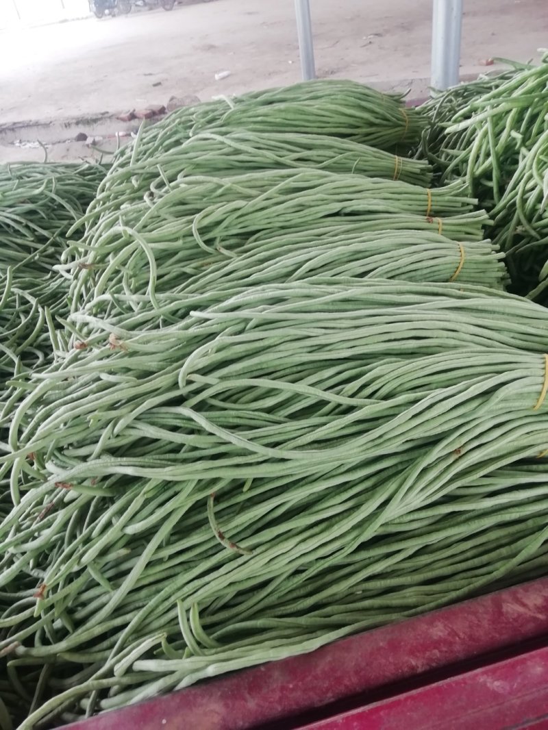 温室大棚白绿青长豇豆大量上市基地直供货发全国