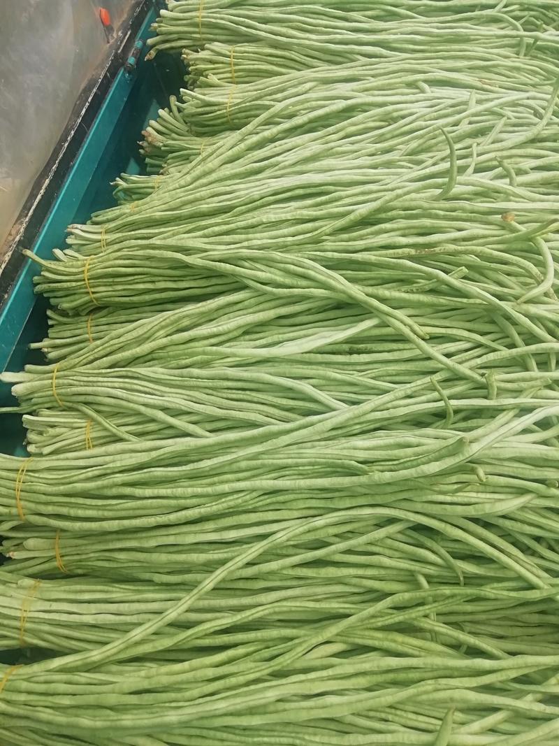温室大棚白绿青长豇豆大量上市基地直供货发全国