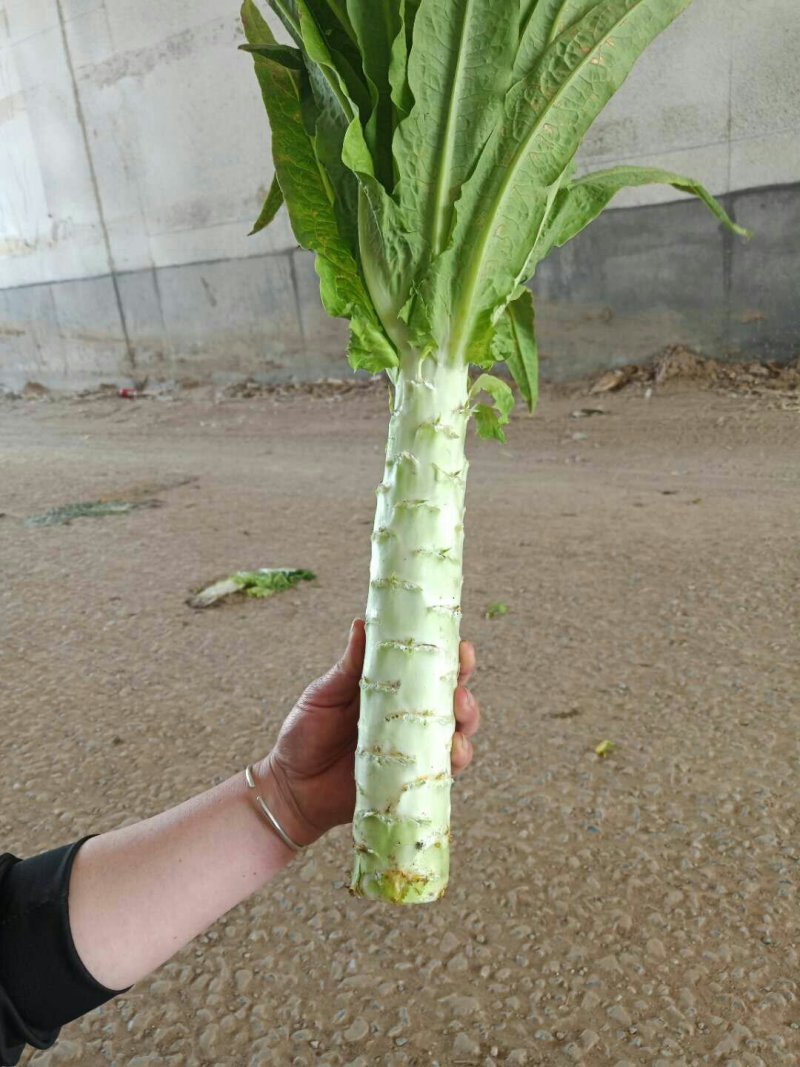 河北定州蔬菜基地莴笋大量上市