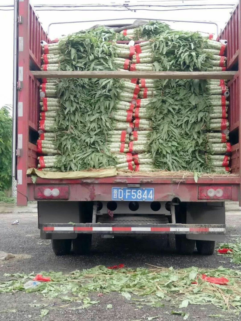 河北定州蔬菜基地莴笋大量上市