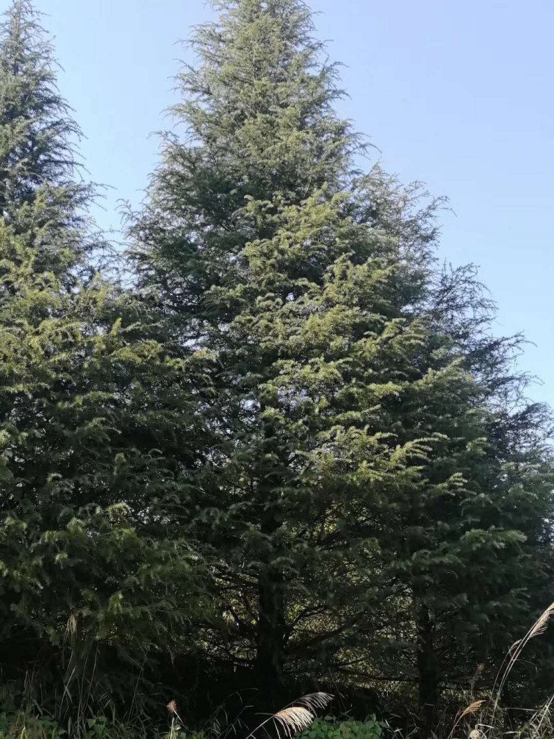 优质精品大规格雪松树米径20-24-28分