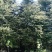 优质精品大规格雪松树米径20-24-28分