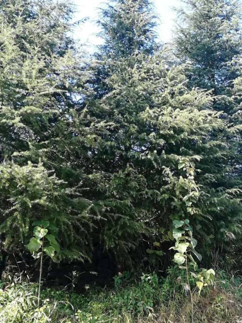 优质精品大规格雪松树米径20-24-28分