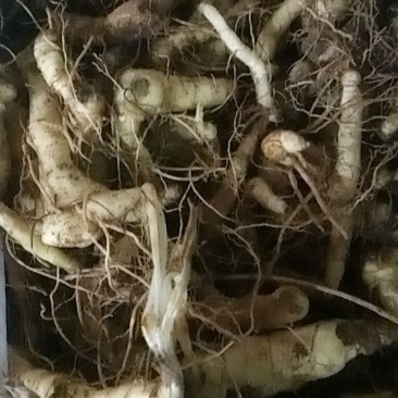 野生鸡头黄精栽子