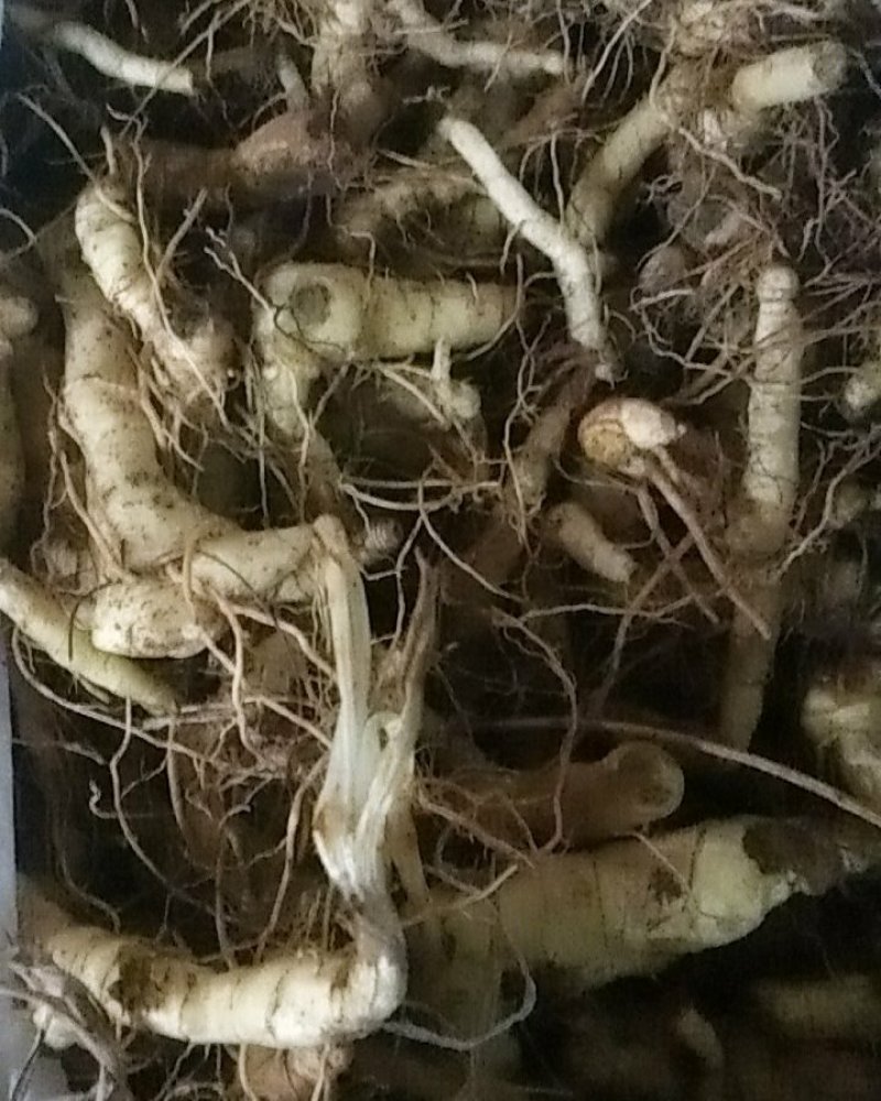 野生鸡头黄精栽子