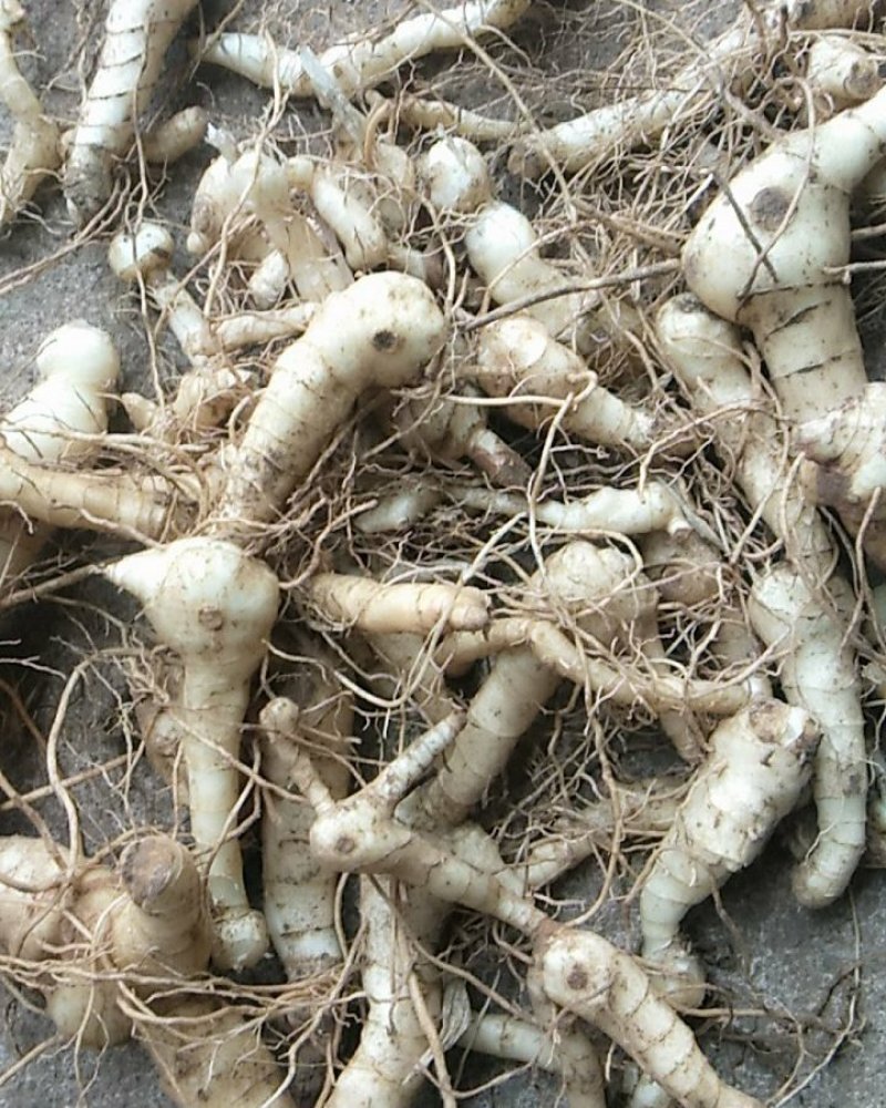 野生鸡头黄精栽子