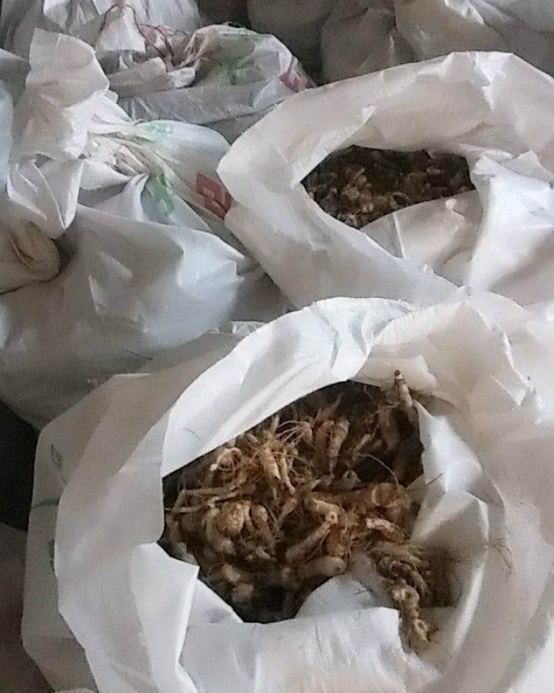 野生鸡头黄精栽子
