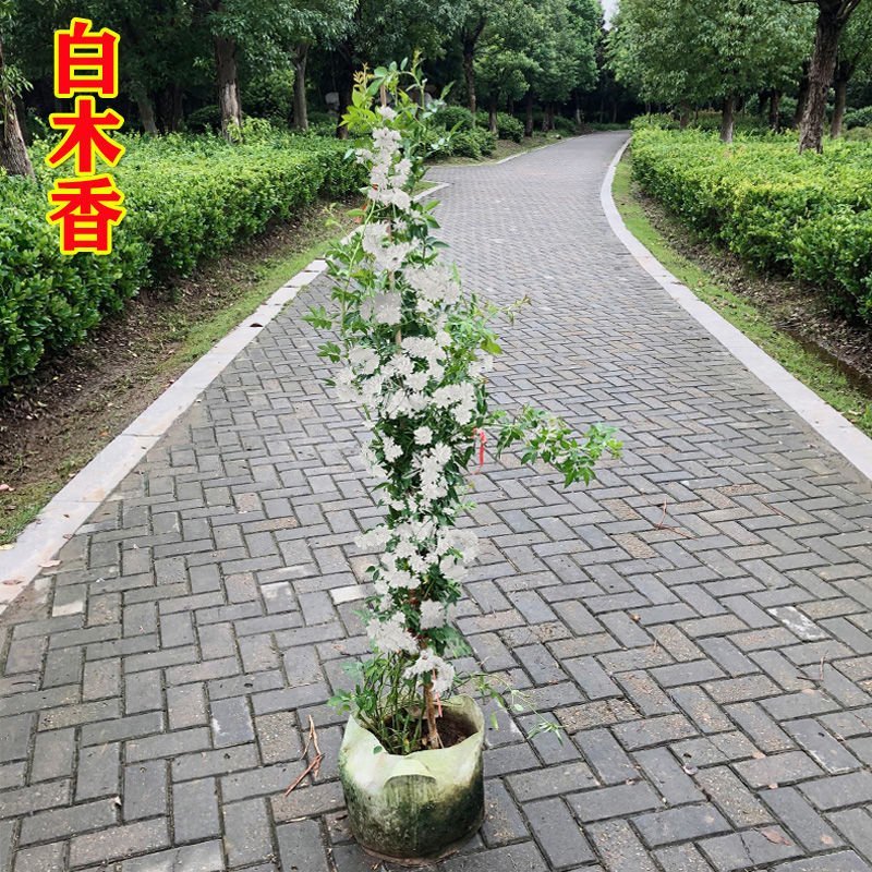 木香花苗爬藤植物浓香庭院花四季好养开花不断木香花