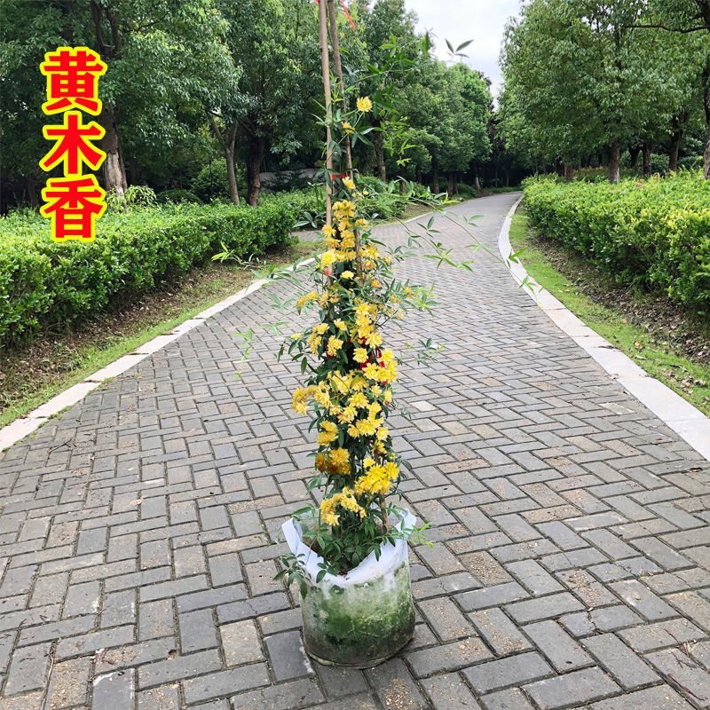 木香花苗爬藤植物浓香庭院花四季好养开花不断木香花