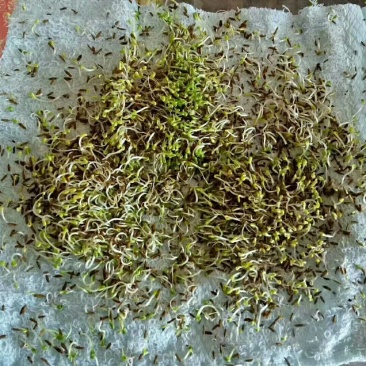 产地一手货源质优价廉蒲公英籽