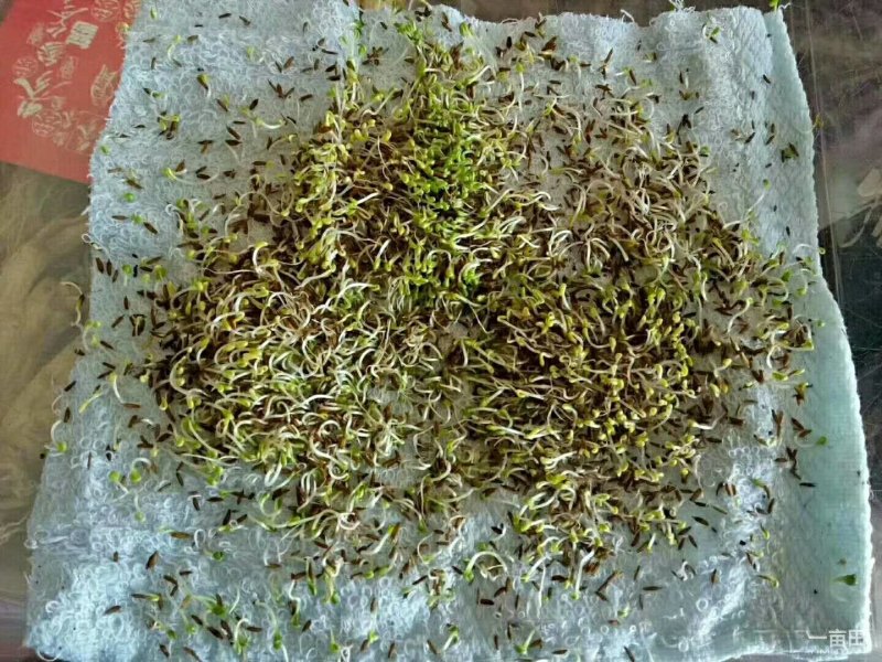 产地一手货源质优价廉蒲公英籽