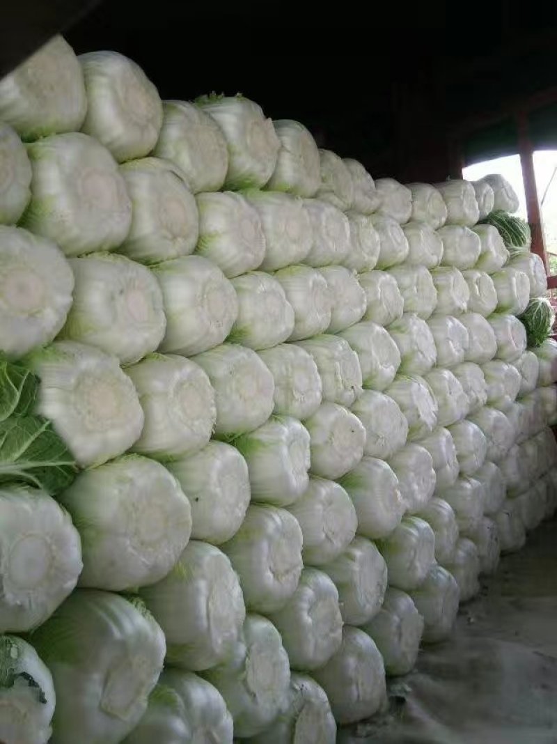 河北定州蔬菜基地黄心大白菜大量上市