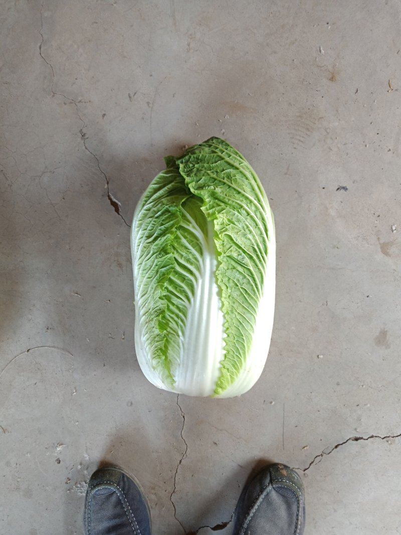 河北定州蔬菜基地黄心大白菜大量上市