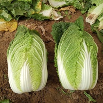河北定州蔬菜基地黄心大白菜大量上市