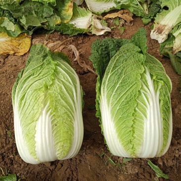 河北定州蔬菜基地黄心大白菜大量上市