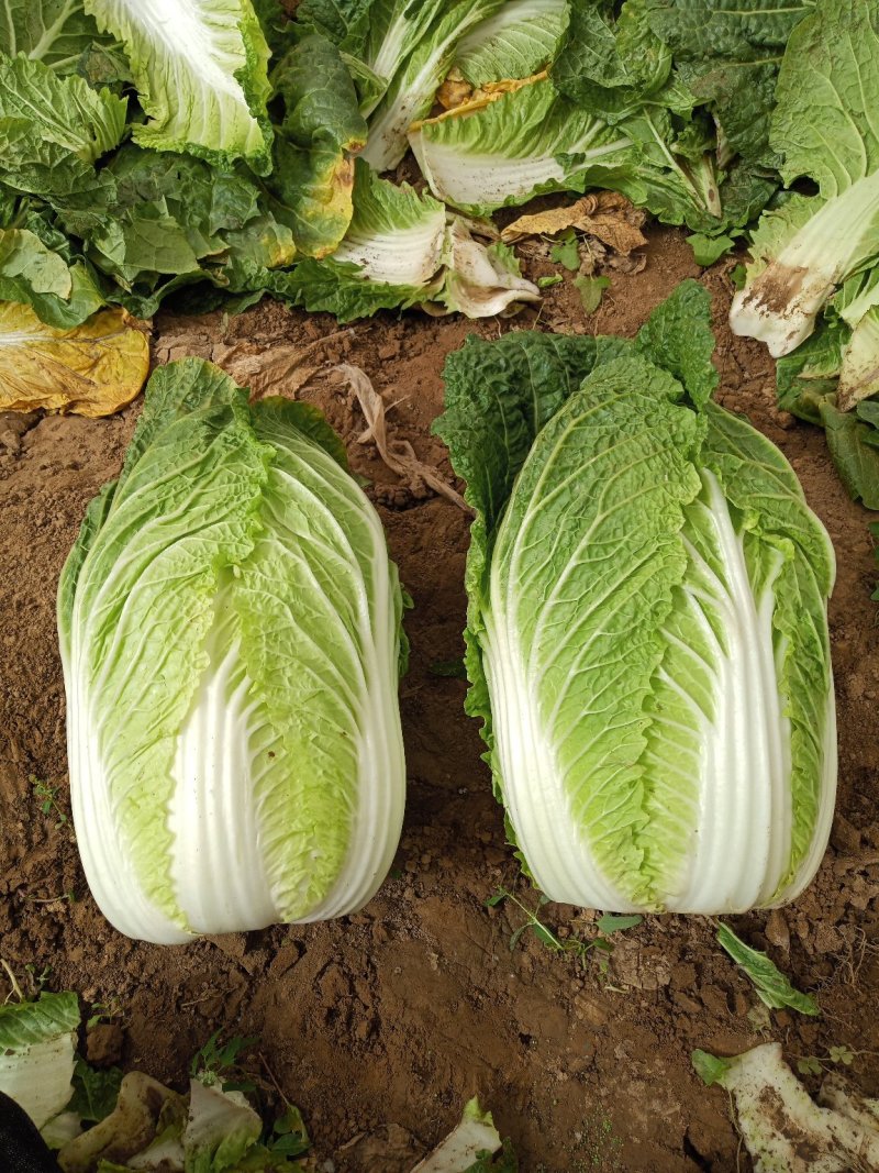 河北定州蔬菜基地黄心大白菜大量上市