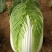 河北定州蔬菜基地黄心大白菜大量上市