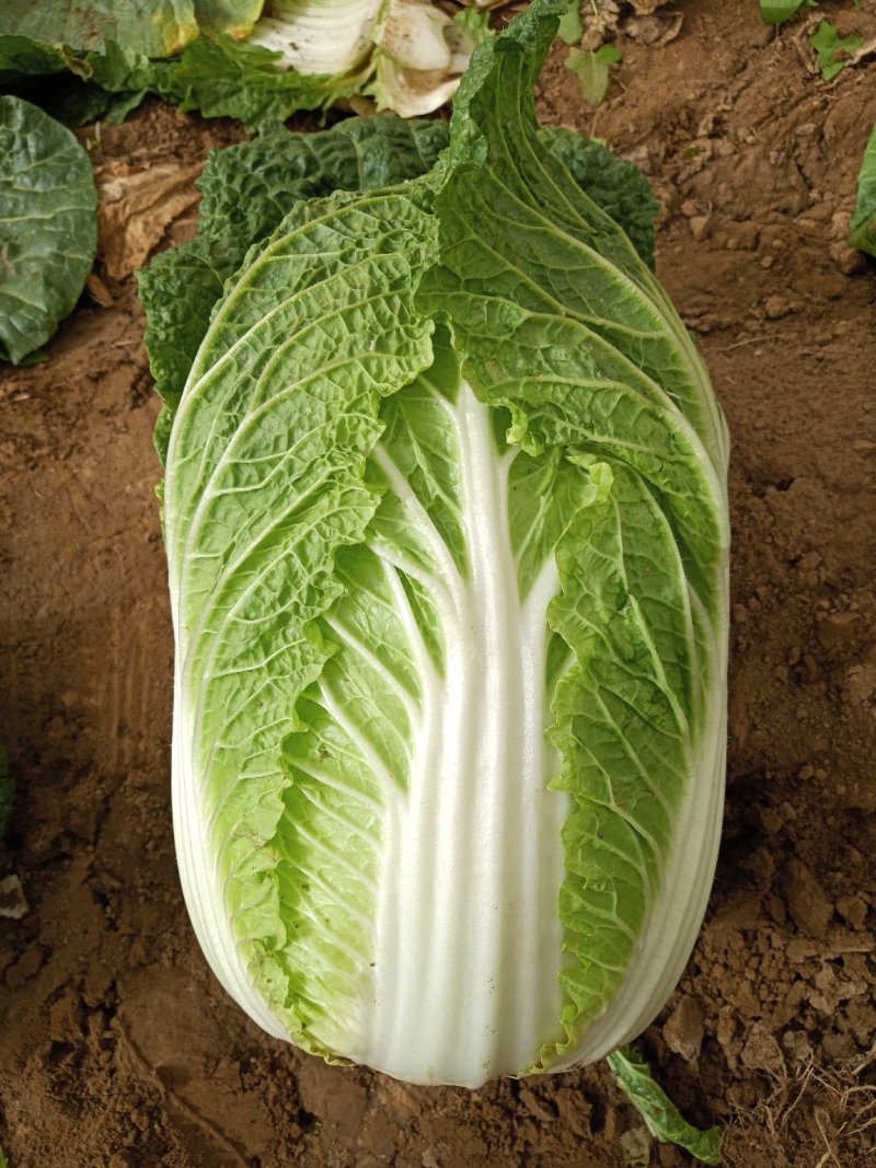 河北定州蔬菜基地黄心大白菜大量上市