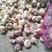 中牟大蒜，紫皮早熟，鲜大蒜供应加工，欢迎新老客户前来订购
