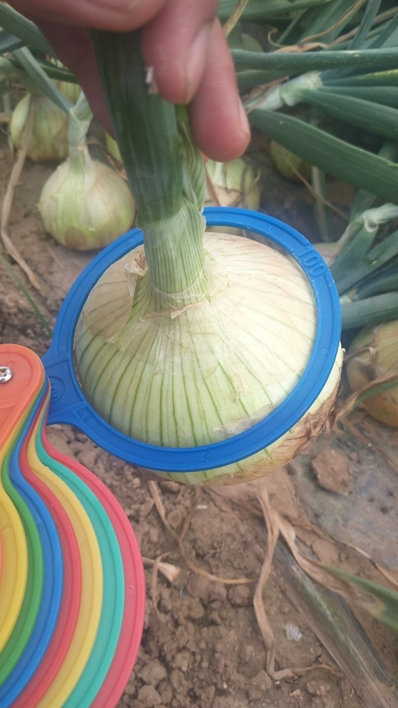 黄皮洋葱，山东黄皮洋葱，精品供应市场，出口，工厂