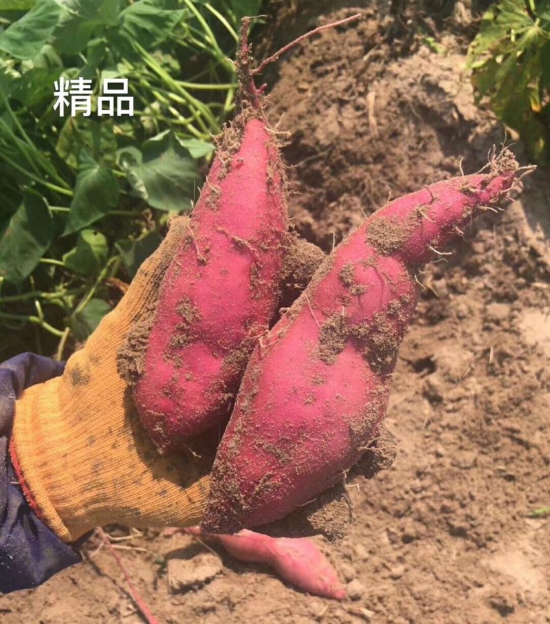 新加坡进口膨化磷酸二氢钾，适合飞防，性价比高
