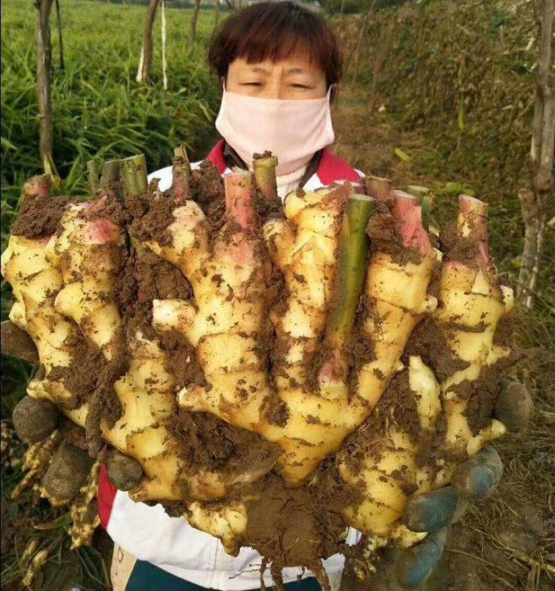 新加坡进口膨化磷酸二氢钾，适合飞防，性价比高